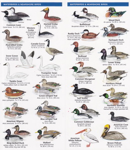 pocket naturalist guide oregon birds pocket naturalist guide oregon birds