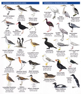 pocket naturalist guide oregon birds pocket naturalist guide oregon birds